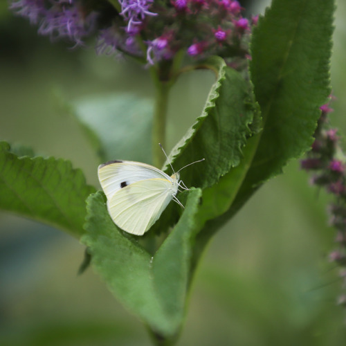 One last wander through the garden just before nightfall.  There’s a few pollinators grabbing a last