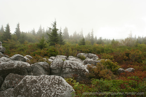 appalachianphotojournal:Storm on the Mountain: Dolly Sods, West Virginia (September 2006)What makes 