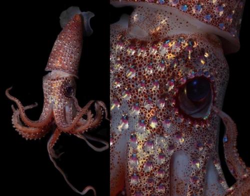 Histioteuthis Heteropsis (H. Heteropsis), Also Known As The Strawberry Squid Or Jewel Squid, Is A Species