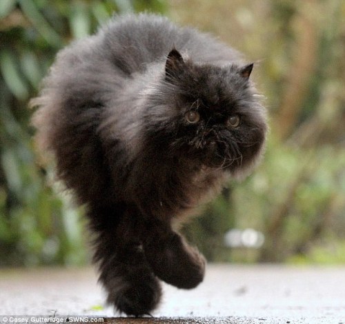 phototoartguy:Caffrey, the amazing moggie who survives on two legs… and they’re both on