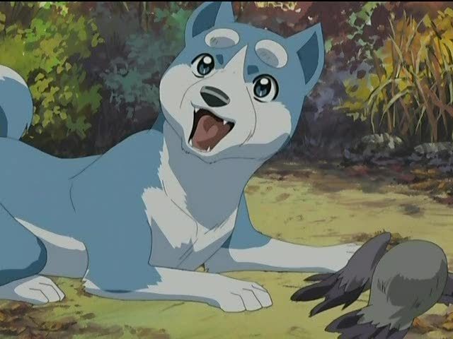 New to Ginga  Silver Fang Network