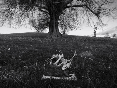 corpxe.tumblr.com/post/81039555476/