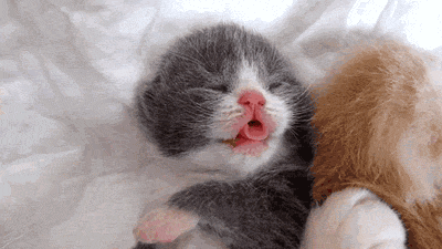 my-teen-quote:  feeling sad? look at this baby animal blog!