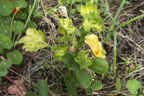 pragmaculture:The courgettes were my big failure this season. I grew a mixed variety from seed, st