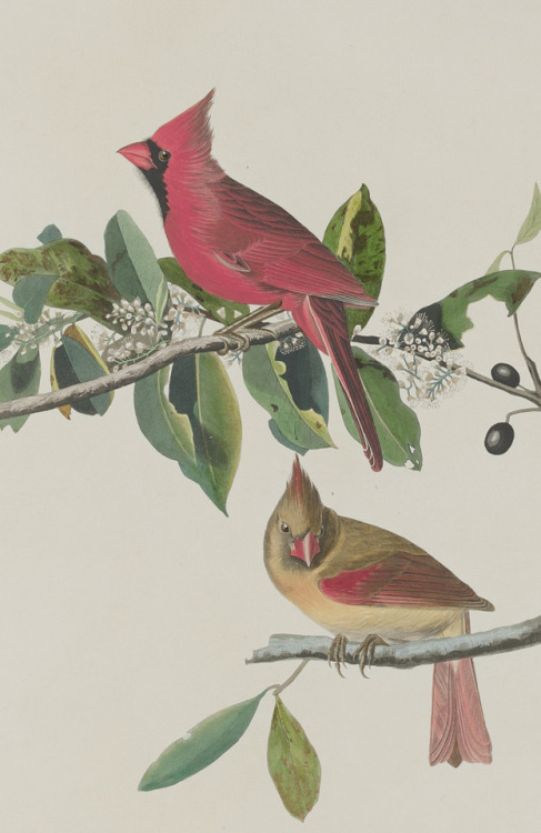 Robert Havell after John James Audubon - Cardinal Grosbeak - 1833 - via NGA