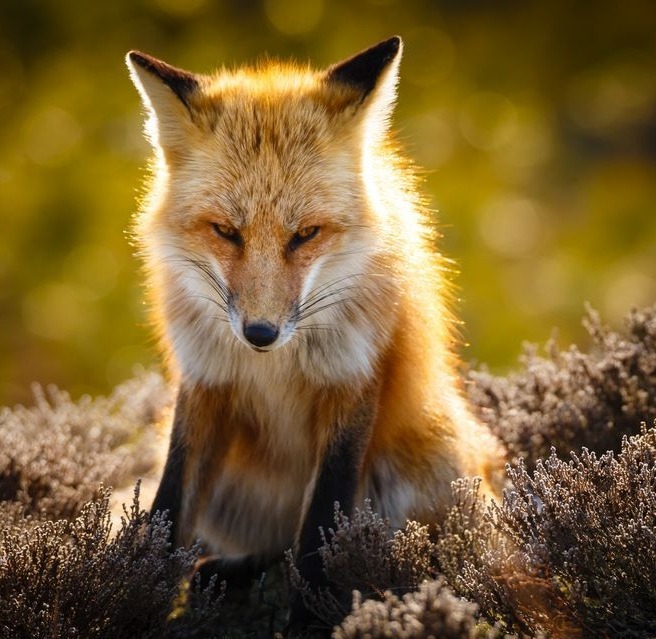 beautiful-wildlife:  The Stage by Alhaji Samura   Island Beach State Park, NJ 