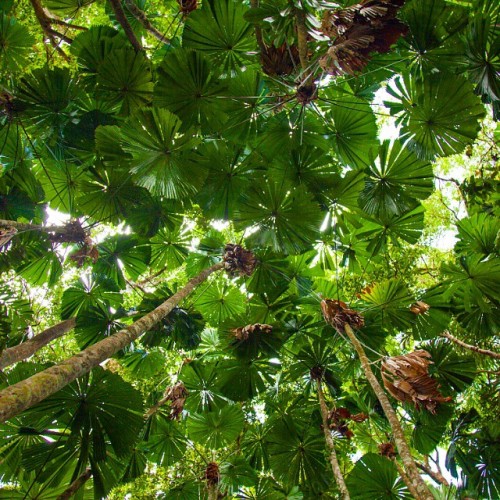 Look up! 1600 year old palms cover this section of the Daintree National rainforest. Amazing! @trop