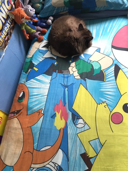 mahzes:  I think my cat is trying to tell us that he thinks the Pokémon anime should change protagonists. 