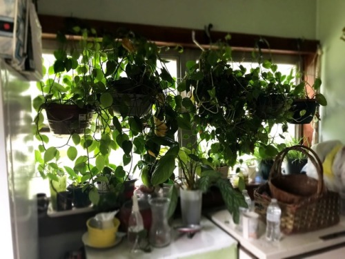 candiikismet:So my Grandma apparently is running a plant hospital and rehabilitation center. She can