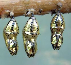 ask-team-rush: youngparis:  Cocoon and Evolved Metallic Mechanitis Butterfly Chrysalis from Costa Rica   