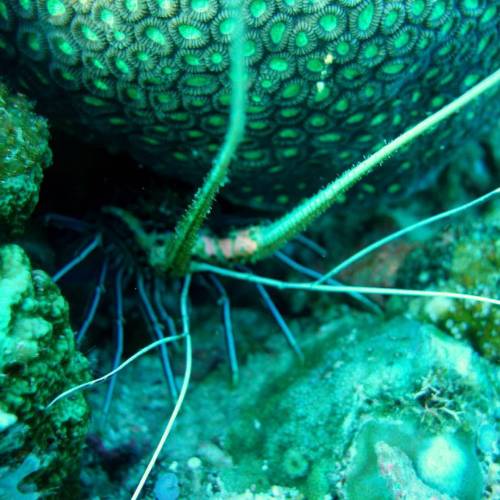 Lobster hide out #kebonsayur #labuanbajo #cndive #komodo #flores #ntt #indonesia #scubadive #diving 