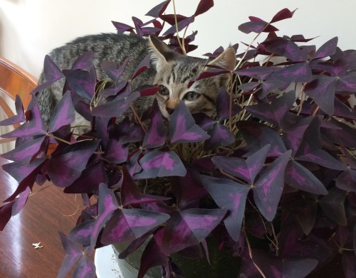 enfant–terrible:mimi found our butterfly plant