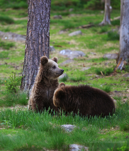 magicalnaturetour:  Bear’s Life by Vailleri M