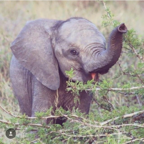 prettypachyderms:Nom nom time. Photo from @elephant._.lover on IG