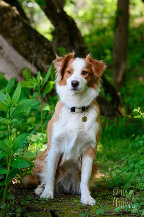 shepherd-tails:  shepherd-tails:  shepherd-tails:  handsomedogs:  Handsomedogs’ Photography Contest IXRound 2  If you’re just joining us and are confused as to what ‘Round 2″ means.. This contest received over 300 entries, and narrowing them