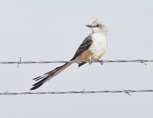 ptarmigans: strix-tristitia: ✂✂✂ Scissor-tailed Flycatcher