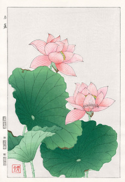 japanese-plants:Lotus by Shodo Kawarazaki (1889-1973)