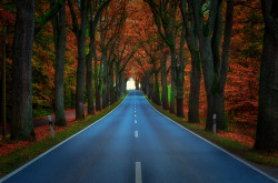 bluepueblo:  Tree Tunnel, Brandenburg, Germany photo via liebes 