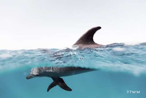  Dolphins in the Red Sea by 27MM