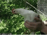 the-emef:ob2komario:birdschoolforbirds:birdschoolforbirds:million dollar idea: instead of spending thousands of dollars on steady-cam equipment, filmmakers should just attach a camera to the head of a chicken and carry the chicken around as you film.