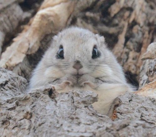 The cutest animal in the world? http://weej.co.uk/is-the-ezo-momonga-the-cutest-animal-in-the-world/