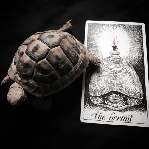 searchingforstarlight:• the hermit • solitude, meditation, wisdom •
