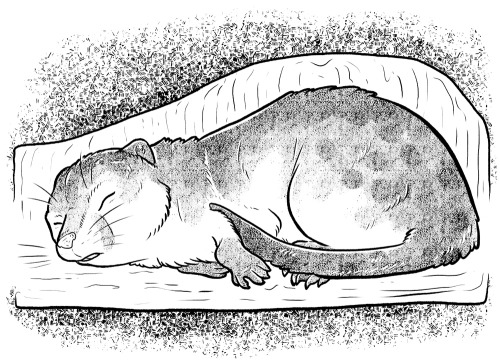 I’m a real paleoartist now! I have 19 illustrations of various extinct animals in the upcoming book,