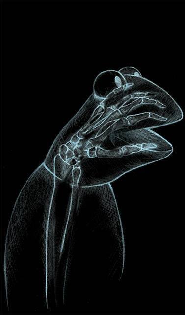 Kermit X-Ray