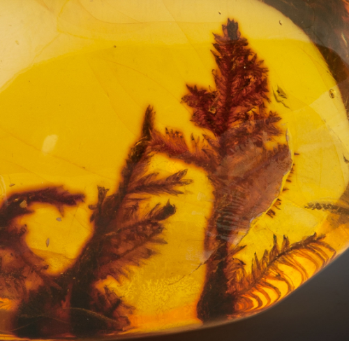 Amber with Plant Inclusions (Hymenaea protera, Oligocene) - Domincan Republic
