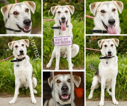 merlinanimalrescue: This week’s dog of the week is sweet Stormzy he’s very affectionate 