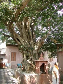 hinducosmos: Sacred tree at Vamsi-vata, Vrindavan The word ‘vamsi’ means ‘flute’ and ‘vata’ means a ‘banyan tree’.  Padmavati Mataji wrote: Sri Vajranabha planted here a banyan tree (vat) in remembrance of the divine pastimes of Krisna