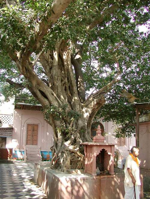 Porn Pics hinducosmos: Sacred tree at Vamsi-vata, Vrindavan