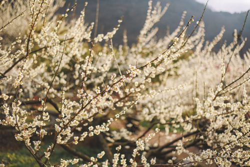 2022-03-19Blue Plum FarmCanon EOS R6 + RF50mm f1.8 STMInstagram  |  hwantastic79vivid