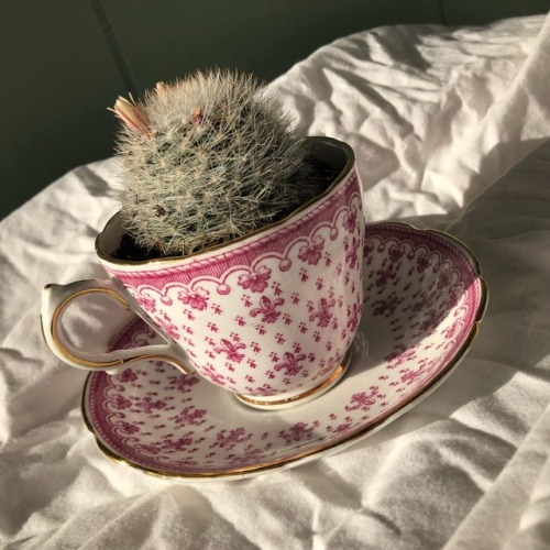 purrfectpeach: Cute idea: put plants into teacups✨