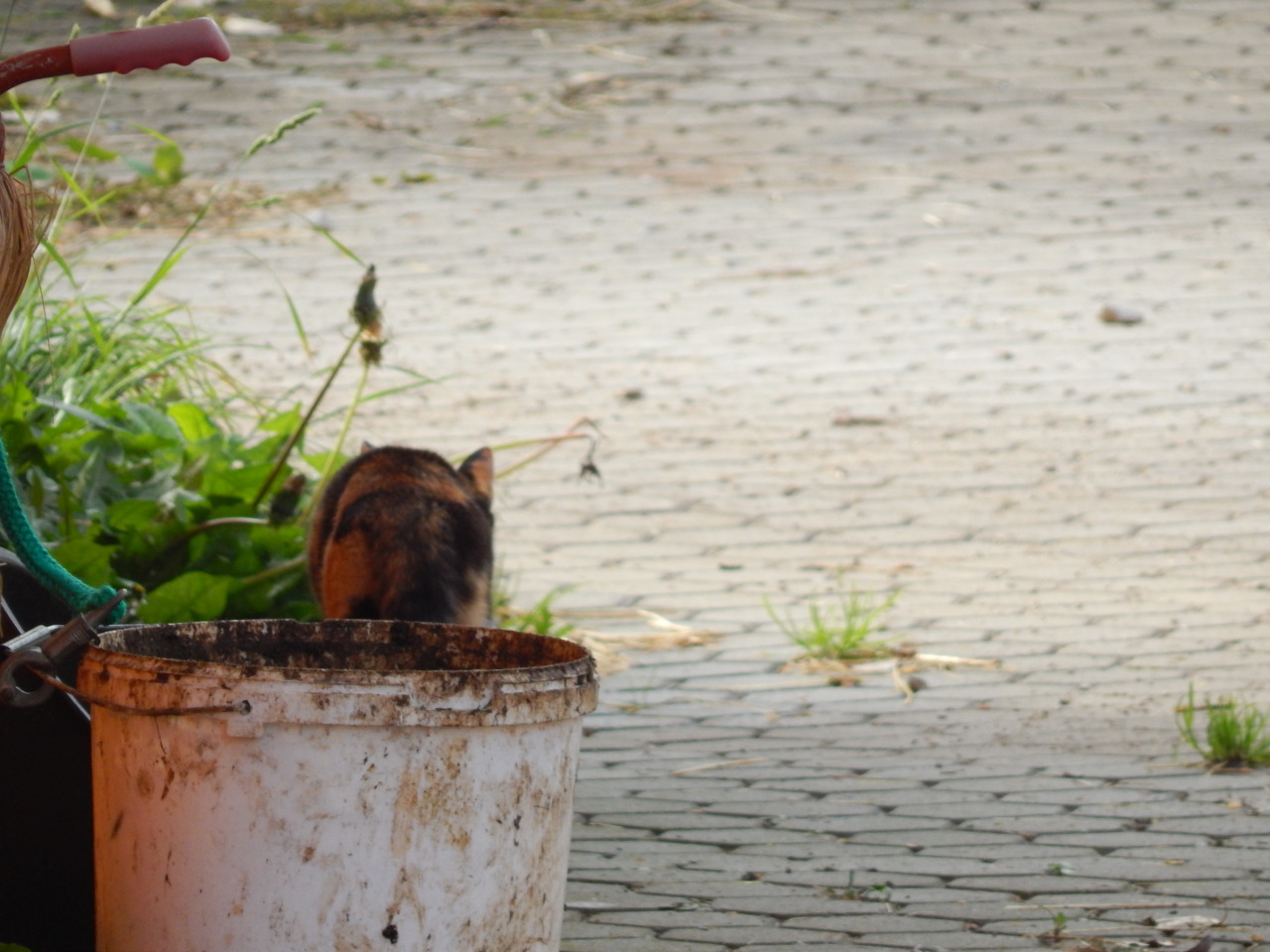 &lt;3 Katzenkumpel :D
