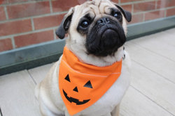 littlealienproducts:  Halloween Collar Accessories by  BourneWildPetWear   