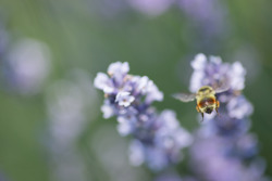 lobo-de-luna:  bee therapy 