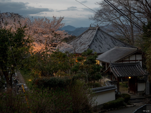 いつもお世話になっているお寺様にて。樹齢300年の枝垂れ桜が今年も花をつけてくれていました。Cherry blossoms 2022. The weeping cherry tree, said to