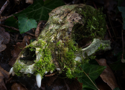 The Lost Skull - Le crâne perdu by Vincent L° on Flickr.