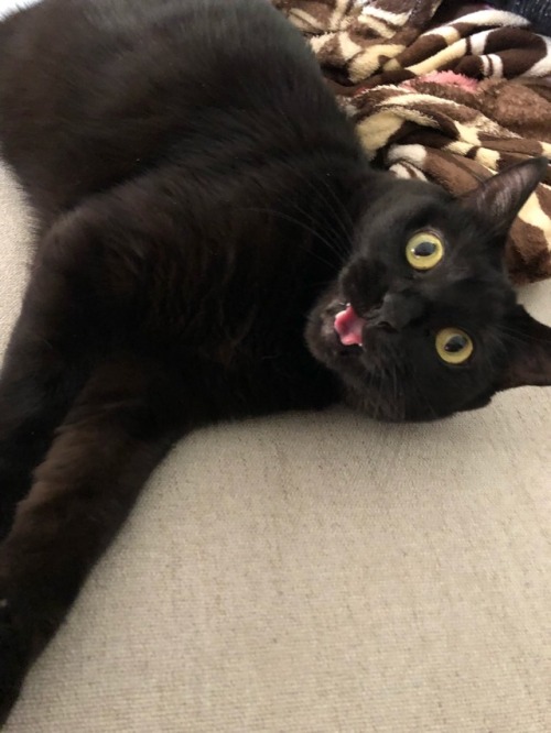 thismustbe-love:cinder is so photogenic.