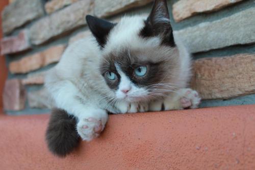 tardthegrumpycat:  The Daily Grump | December 25, 2012