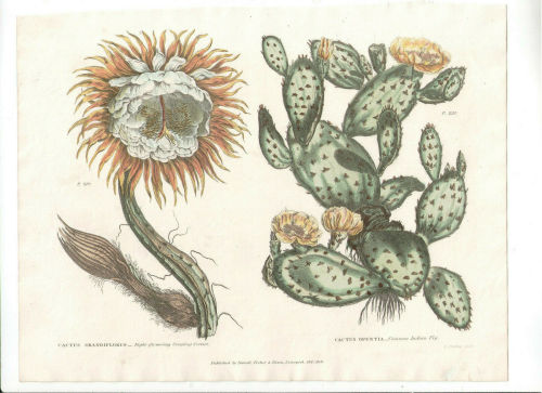 cactus-in-art:From The Universal Herbal (1816-1820) by Thomas Green.
