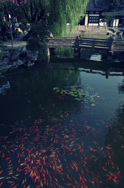 cornersoftheworld:  Fangta Garden | by woOoly 