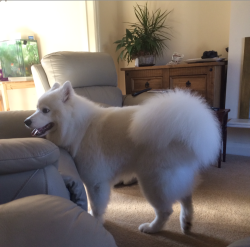 cloudthesamoyed:  just had my tail brushed