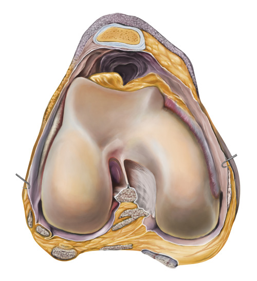 Cross Section of Knee | October 2016Cross section of a knee taken from Pernkopf’s Atlas of Topograph