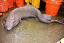 Hookedonafeelwhennogf:  Trynottodrown:  Rare Species Of Shark Discovered In Scottish