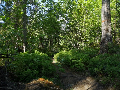 Garphyttan national park, Närke, Sweden. When on a trek, I often take a lot of pictures wi