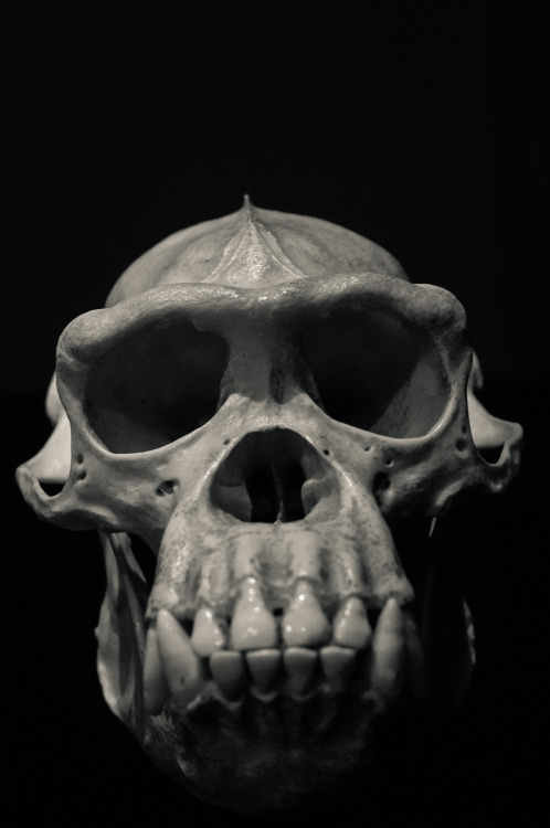 ape skull