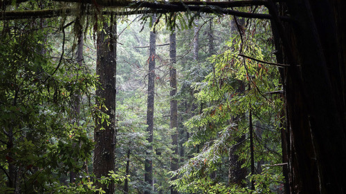 ~ 09-18-14 Rainy Morning # 10~ by TravelsThruTheUniverse on Flickr.