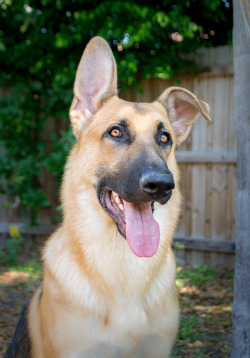 German shepherds are the most beautiful dogs